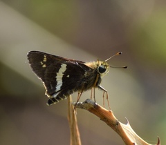 Atalopedes mesogramma mesogramma