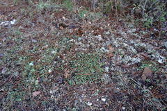 Globularia trichosantha