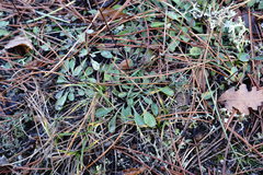 Globularia trichosantha