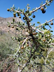 Condalia globosa