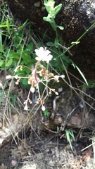 Saxifraga spathularis