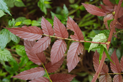 Rubus fraxinifolius