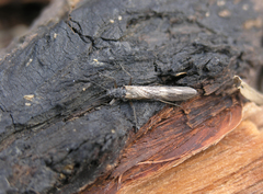 Taeniopteryx araneoides