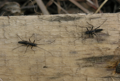 Taeniopteryx araneoides