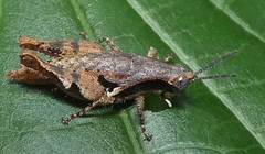 Eujivarus meridionalis