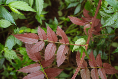 Rubus fraxinifolius