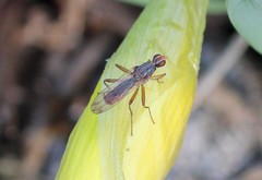 Norellia spinipes