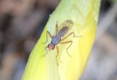 Norellia spinipes