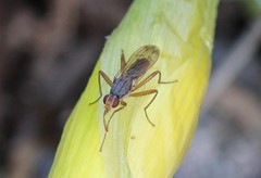 Norellia spinipes