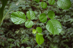 Rubus wallichianus