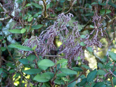 Eriophyes paratrophis