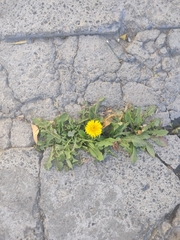 Taraxacum officinale