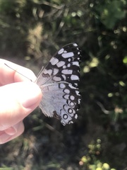 Hamadryas feronia