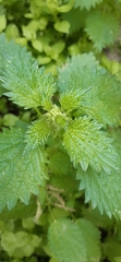 Urtica urens