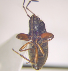 Megalonotus lederi
