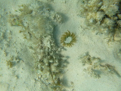 Isoaulactinia stelloides