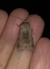 Orthosia incerta