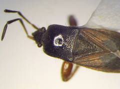 Megalonotus lederi