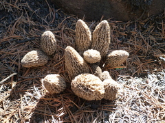 Morchella tomentosa