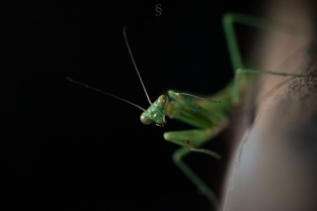 Coptopteryx gayi from Toconao, San Pedro de Atacama, Antofagasta, CL on