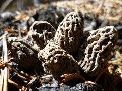 Morchella tomentosa
