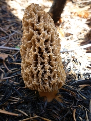 Morchella tomentosa