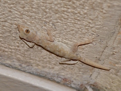 Ptyodactylus guttatus