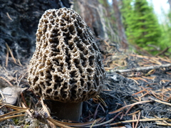 Morchella tomentosa