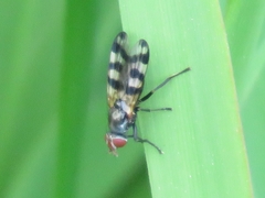 Ceroxys