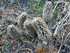 Morchella tomentosa