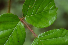 Rubus wallichianus