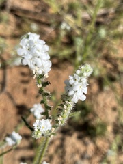 Cryptantha intermedia