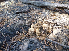Morchella tomentosa