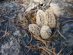 Morchella tomentosa