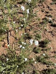 Cryptantha intermedia