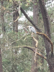 Ardea herodias