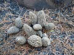 Morchella tomentosa