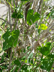 Maurandya antirrhiniflora
