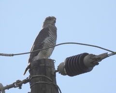 Circaetus fasciolatus