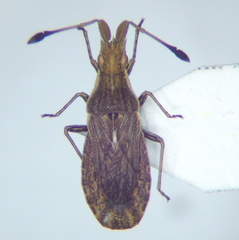 Spathocera lobata