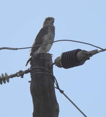 Circaetus fasciolatus