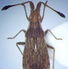 Spathocera lobata