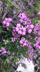 Erica umbellata