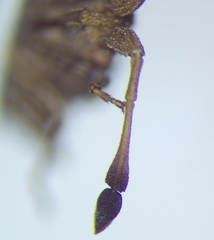 Spathocera lobata