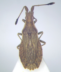 Spathocera lobata