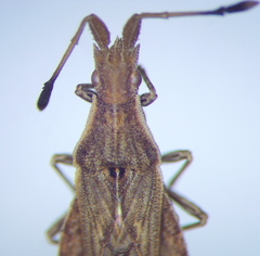 Spathocera lobata