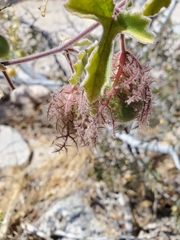 Passiflora pentaschista