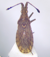 Spathocera lobata