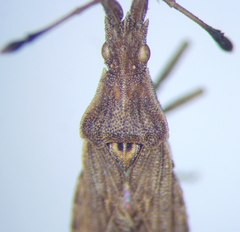 Spathocera lobata