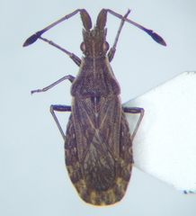 Spathocera lobata